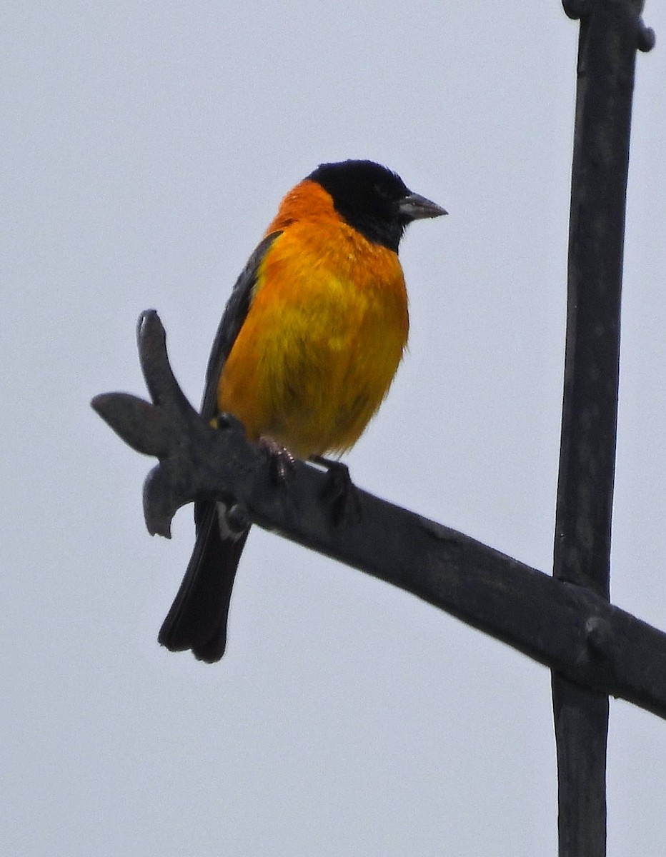 Black-hooded Sierra Finch - ML616074742