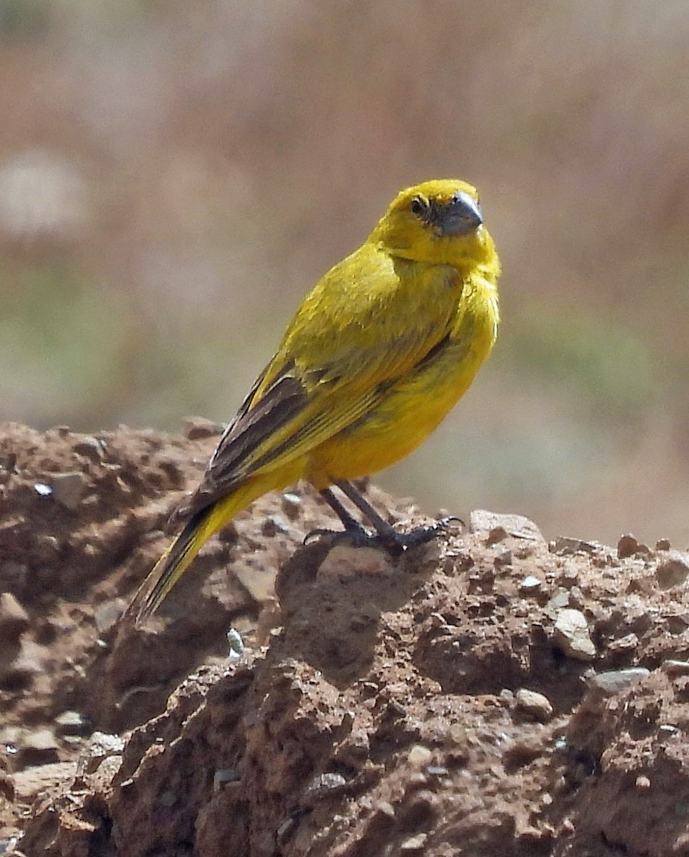 Puna Yellow-Finch - ML616074747