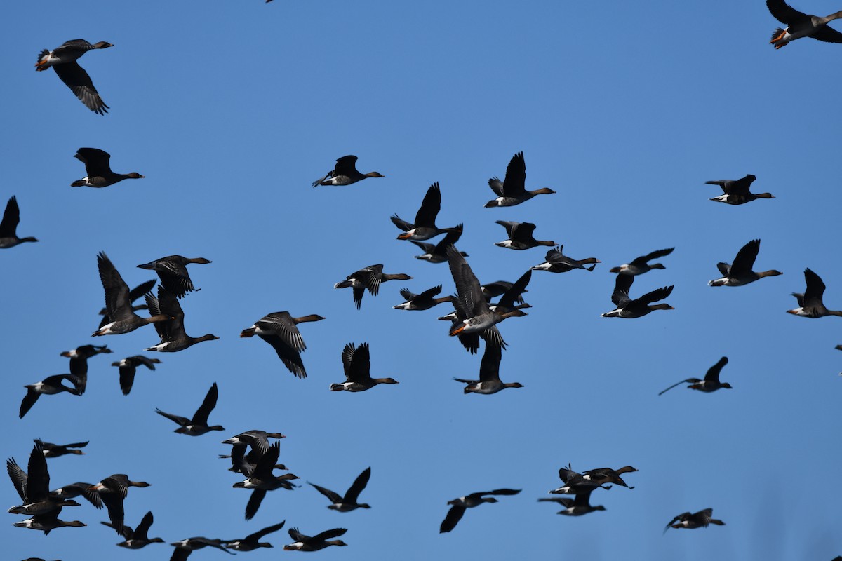 Taiga/Tundra Bean-Goose - ML616074762