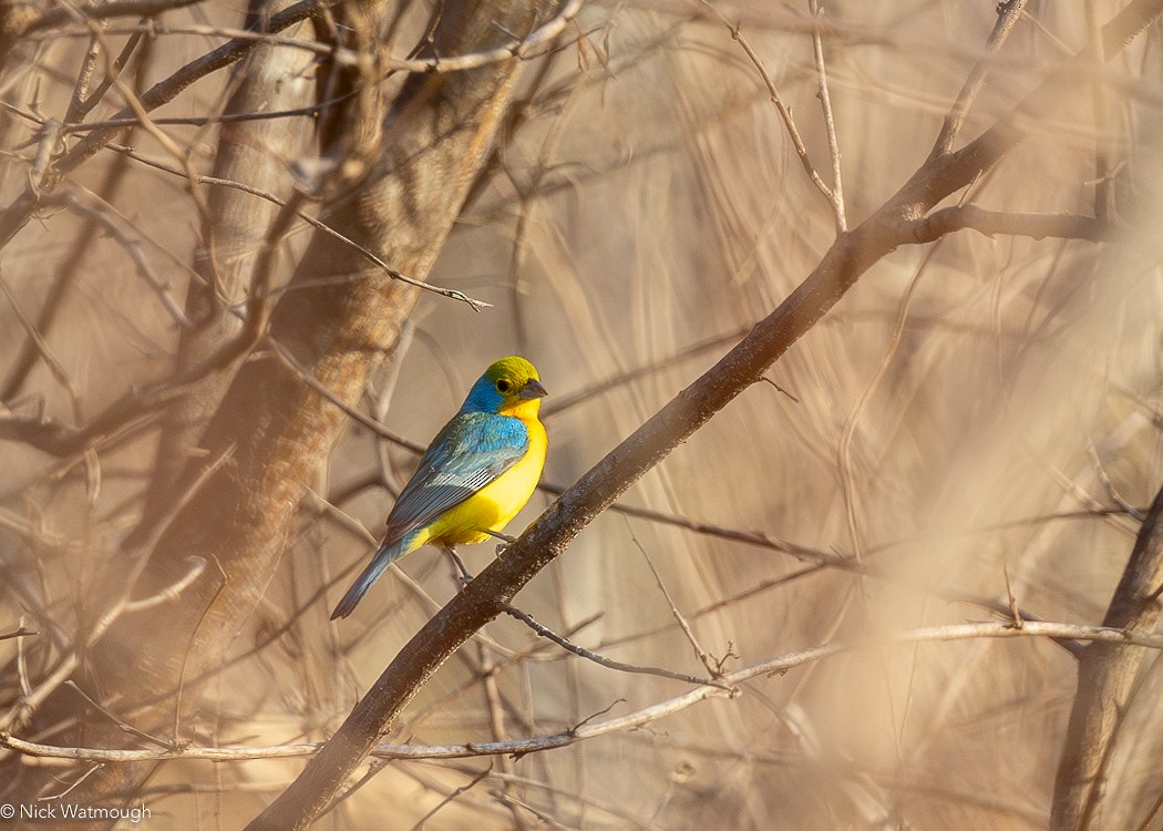 Orange-breasted Bunting - ML616074827