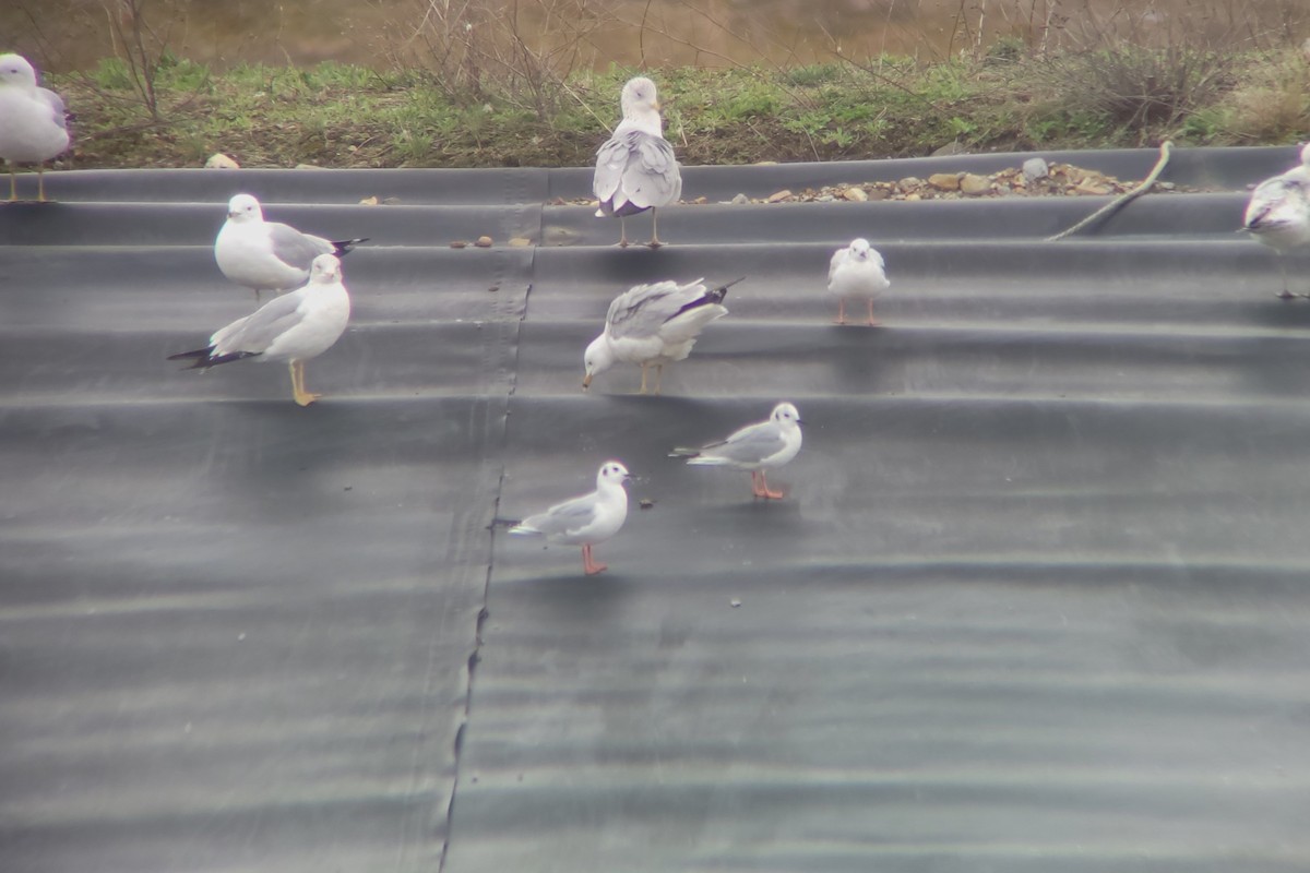 Bonaparte's Gull - ML616074946