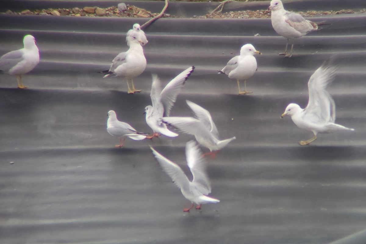 Bonaparte's Gull - ML616074953