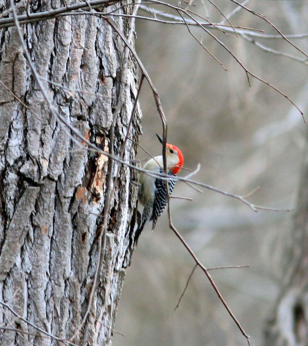 Red-bellied Woodpecker - Beth Poole