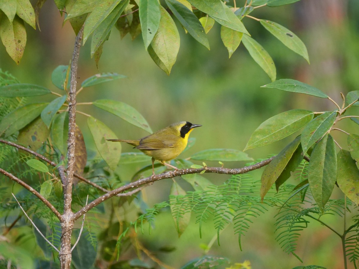 Bahama Yellowthroat - ML616074956