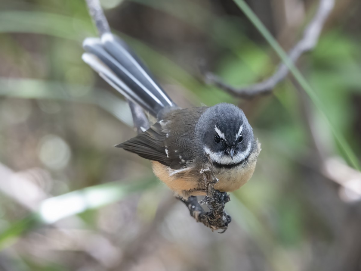 New Zealand Fantail - ML616074989