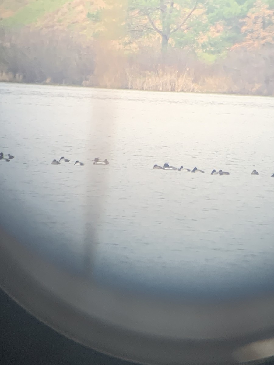 Red-breasted Merganser - ML616075005