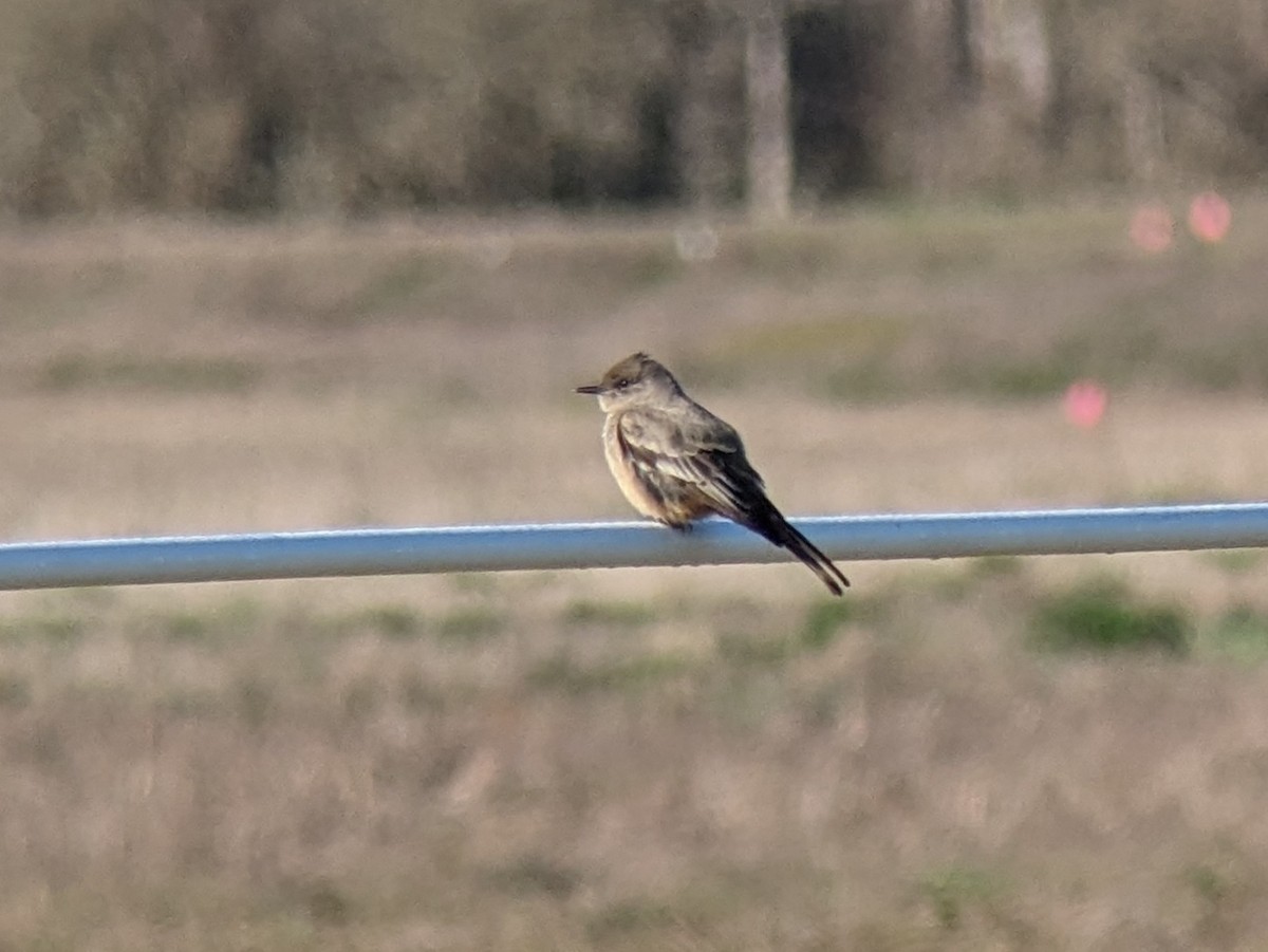 Say's Phoebe - Rachael Friese