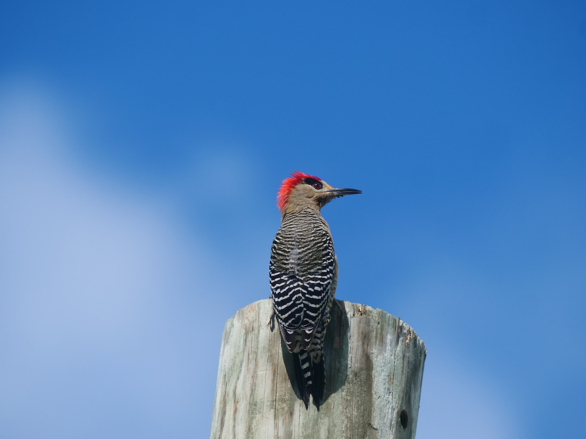 West Indian Woodpecker - Brett Hartl