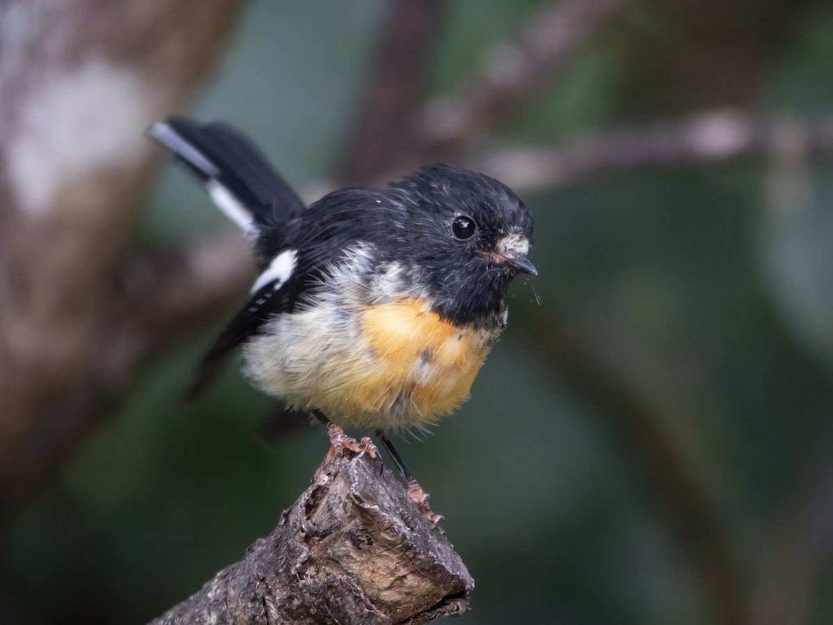 Tomtit - ML616075172