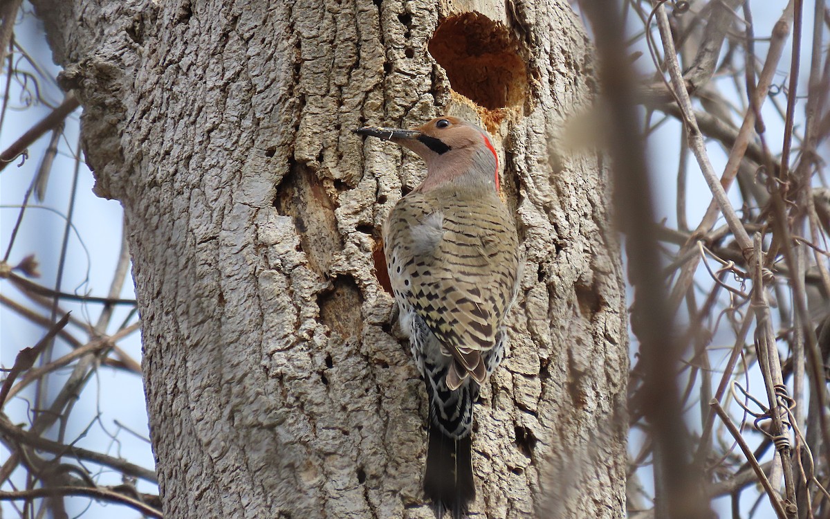 Northern Flicker - ML616075200