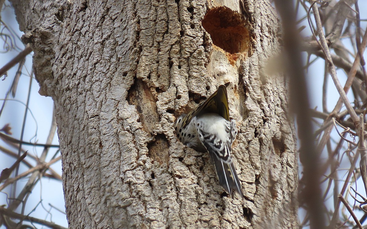 Northern Flicker - ML616075206