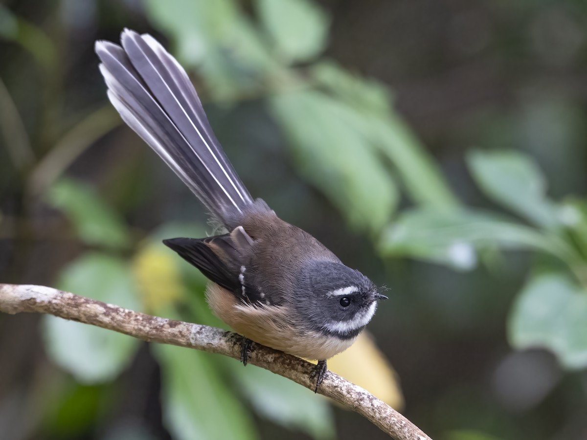 New Zealand Fantail - ML616075209