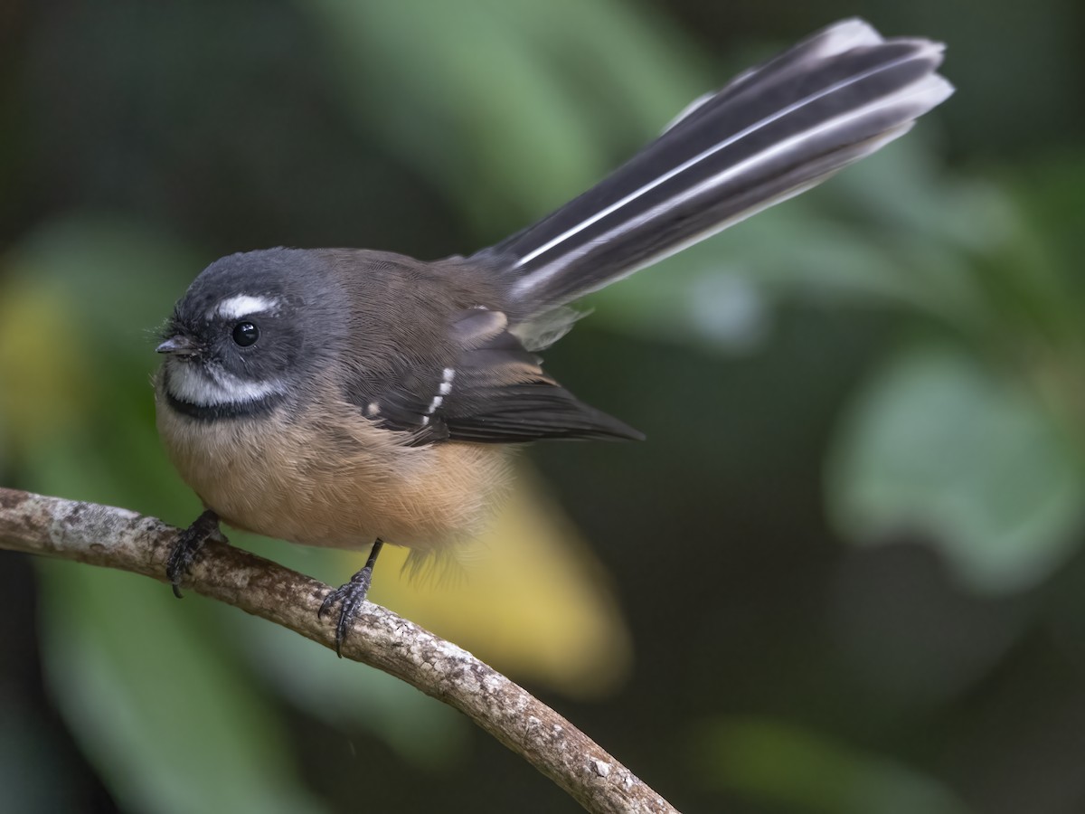 New Zealand Fantail - ML616075211