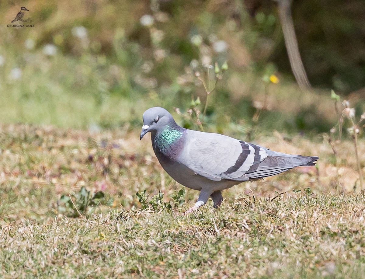 Rock Pigeon - ML616075237