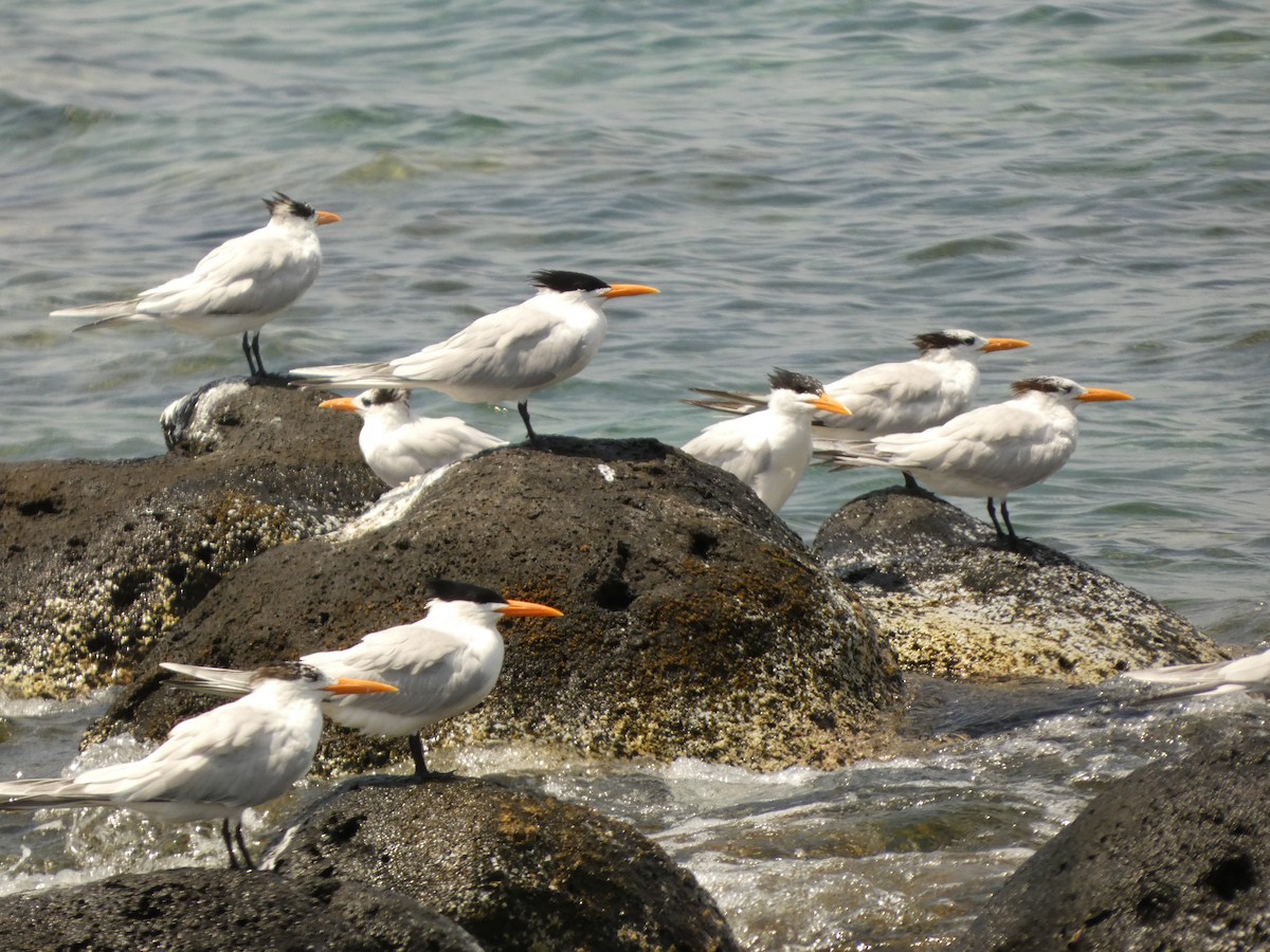 Royal Tern - ML616075241