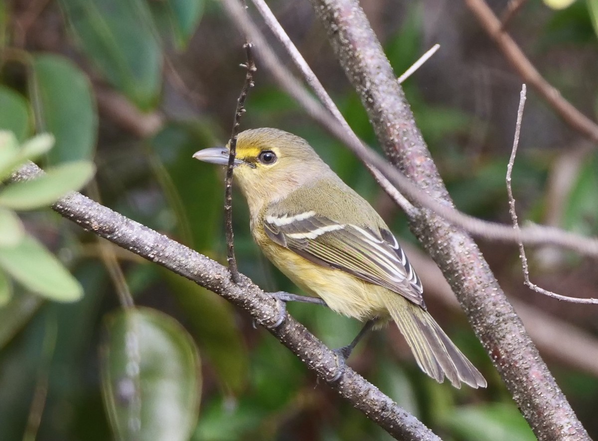 Thick-billed Vireo - Brett Hartl