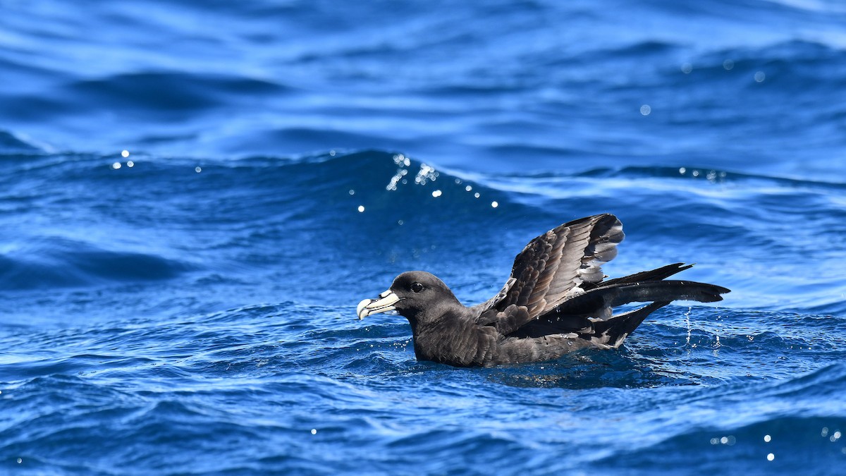 White-chinned Petrel - ML616075282