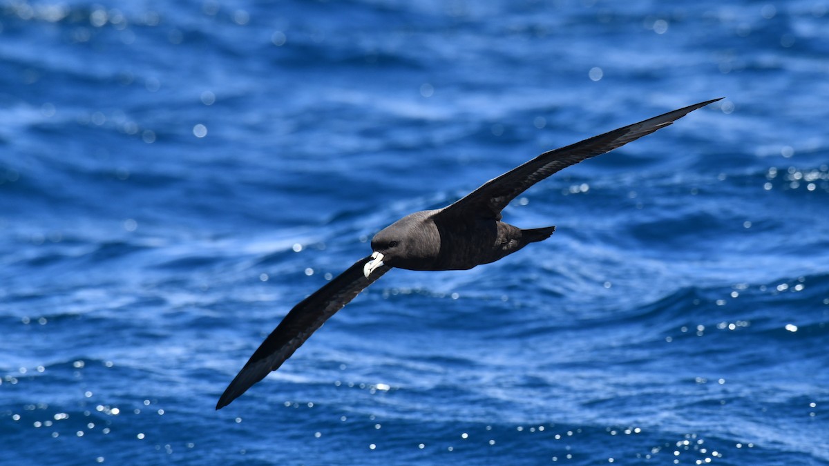 White-chinned Petrel - Adam Janczyszyn