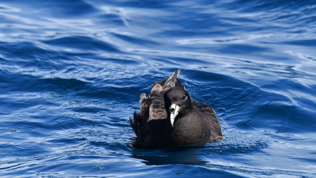 White-chinned Petrel - ML616075284