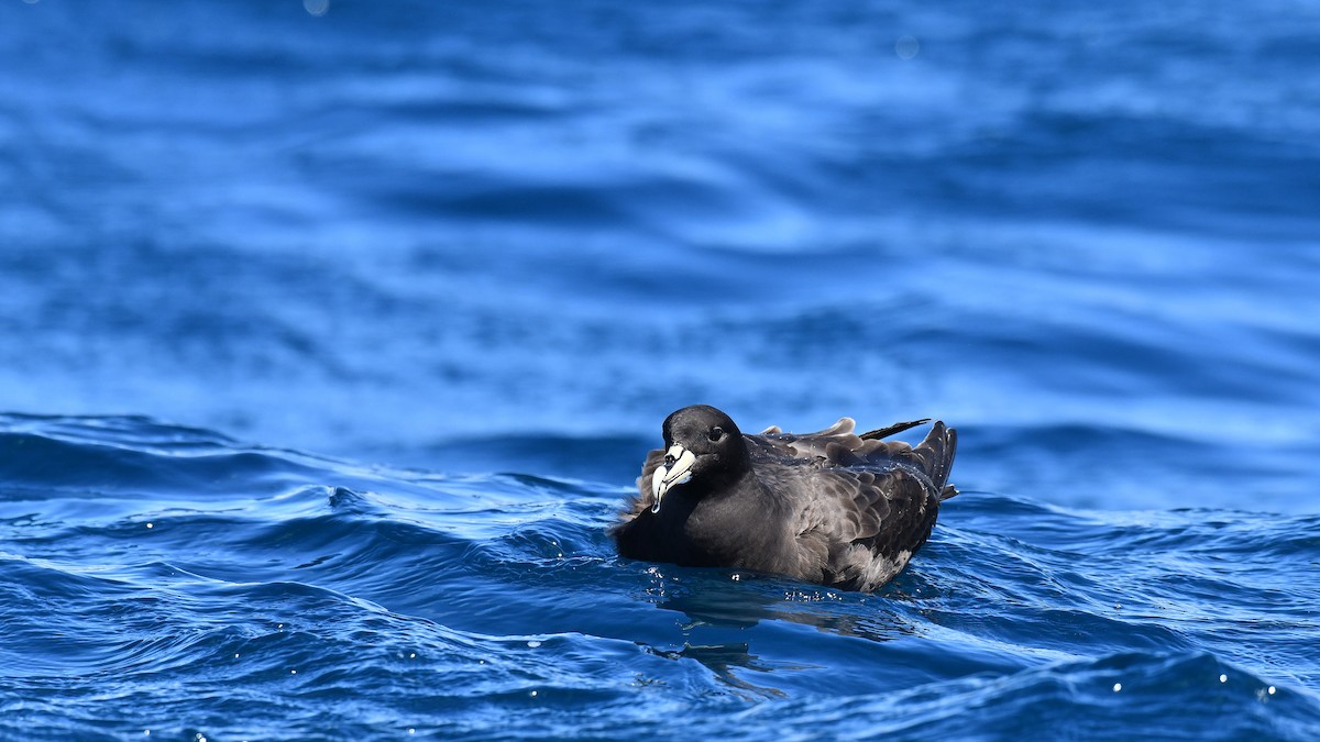 White-chinned Petrel - ML616075285