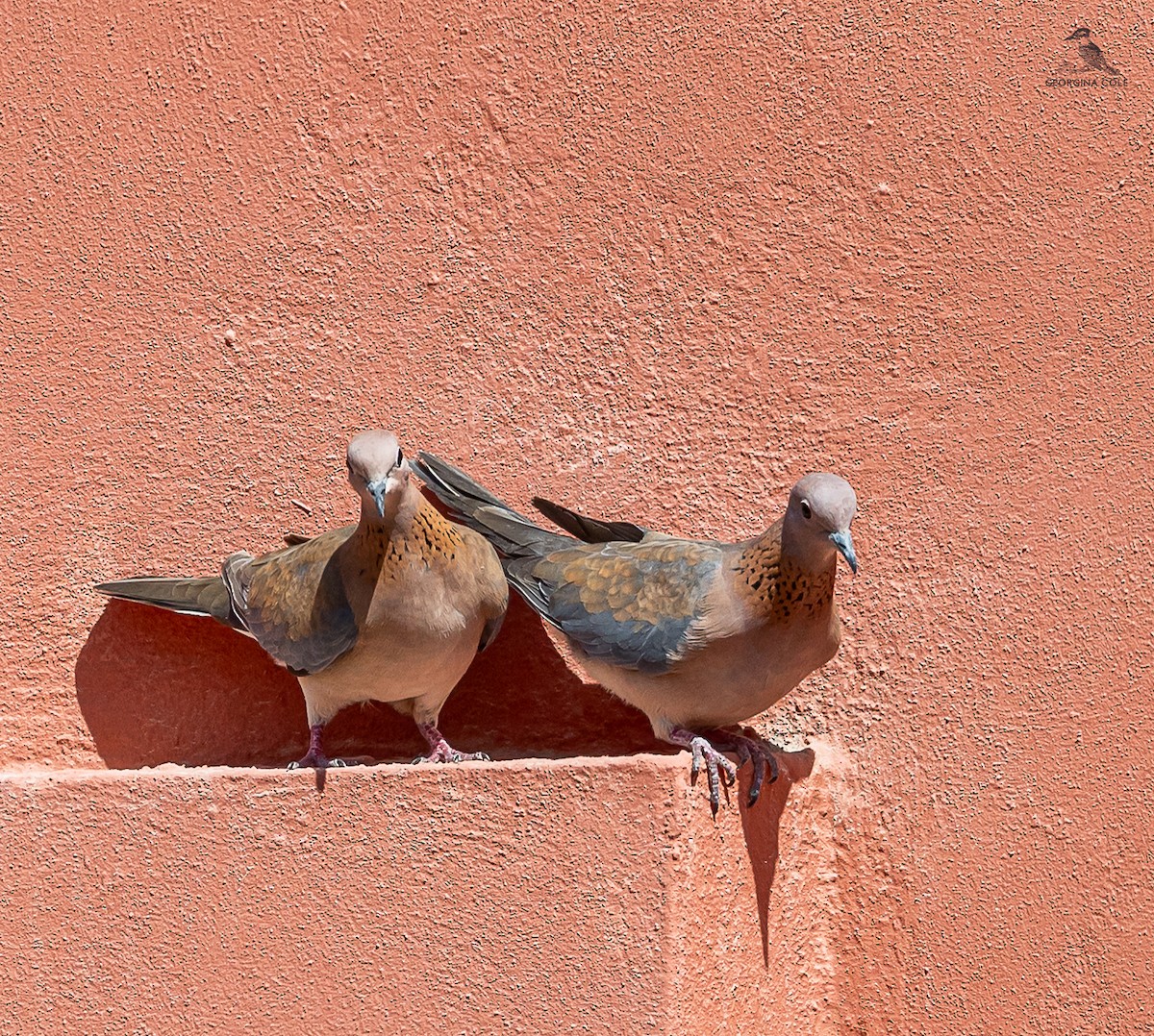 Laughing Dove - ML616075311