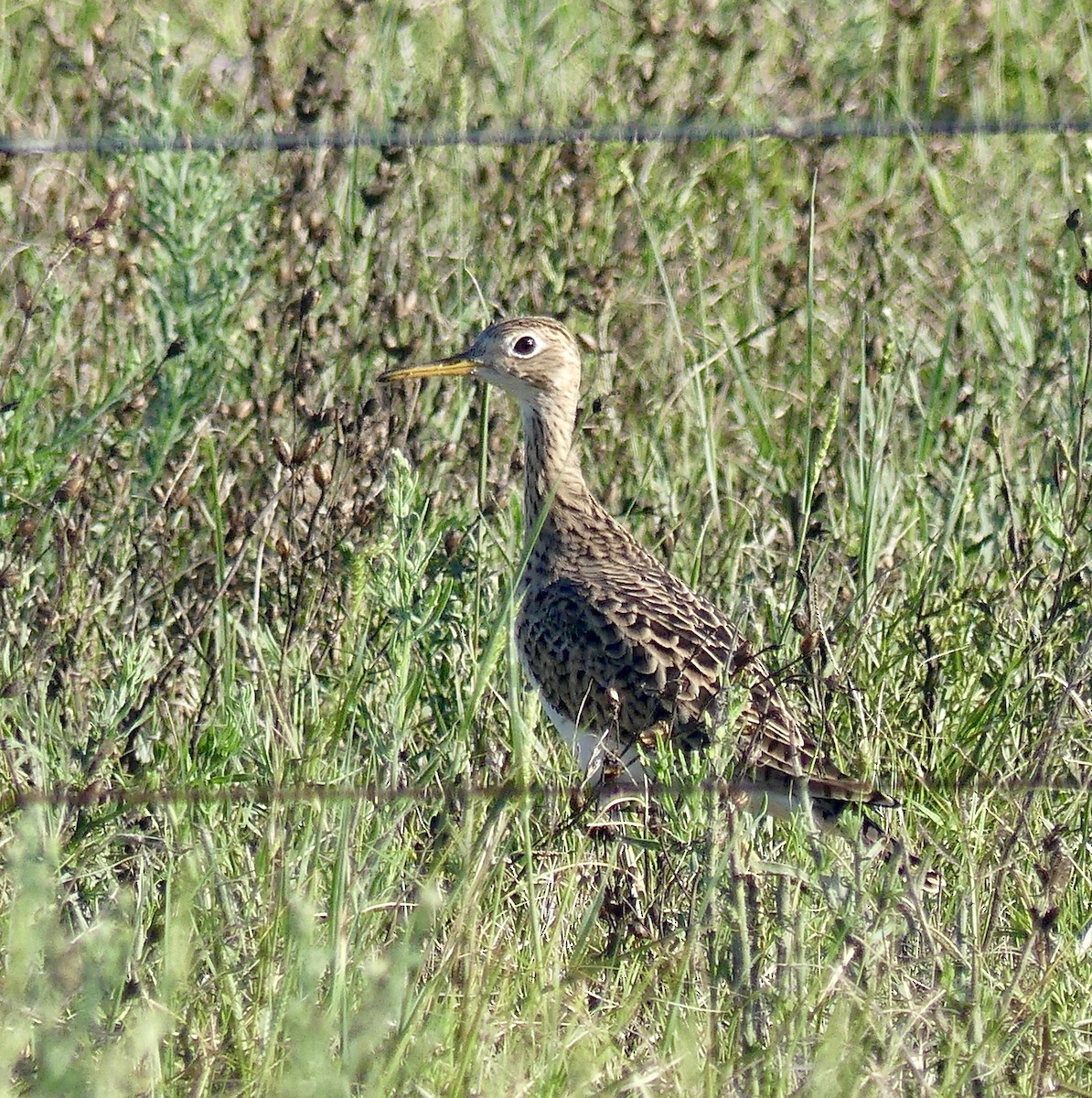 Upland Sandpiper - ML616075312