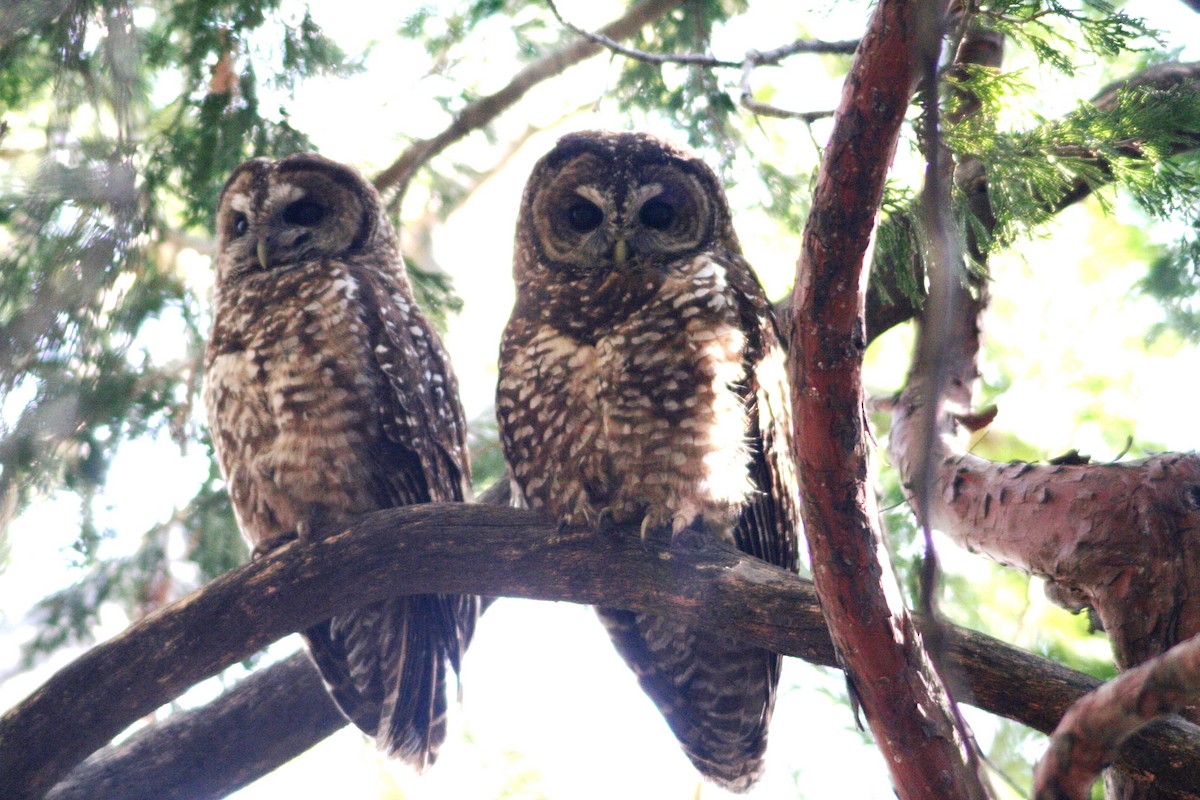 Spotted Owl - ML616075333