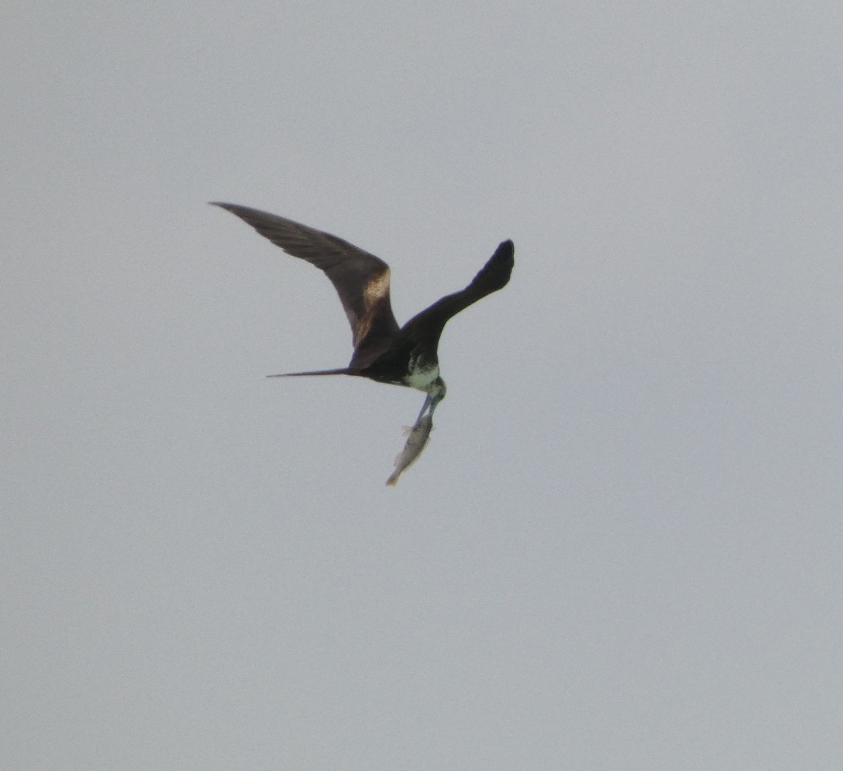 Magnificent Frigatebird - Daniel Torrez Lira