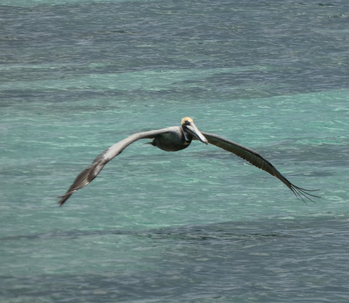 Brown Pelican - Daniel Torrez Lira