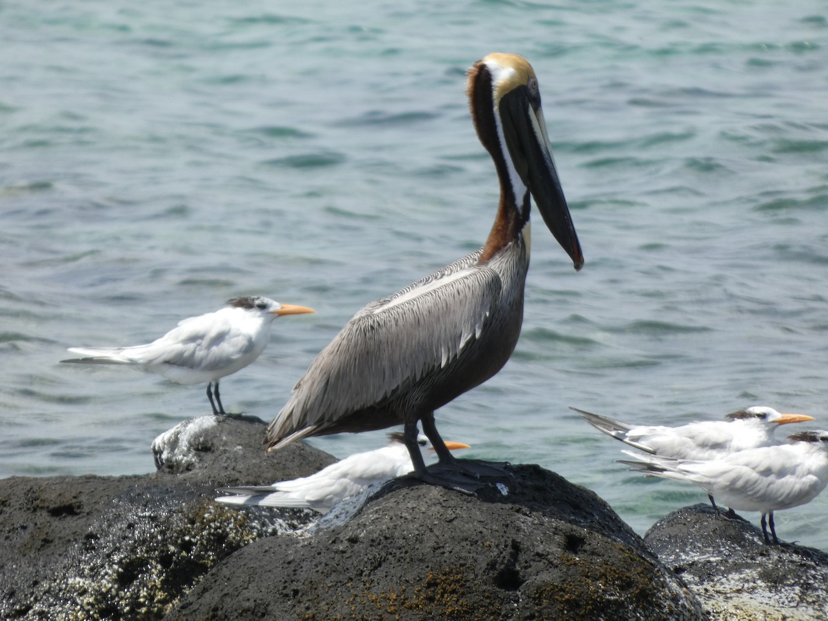 Brown Pelican - ML616075383