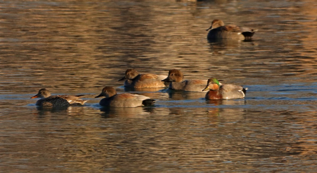 Gadwall x Mallard (hybrid) - ML616075413