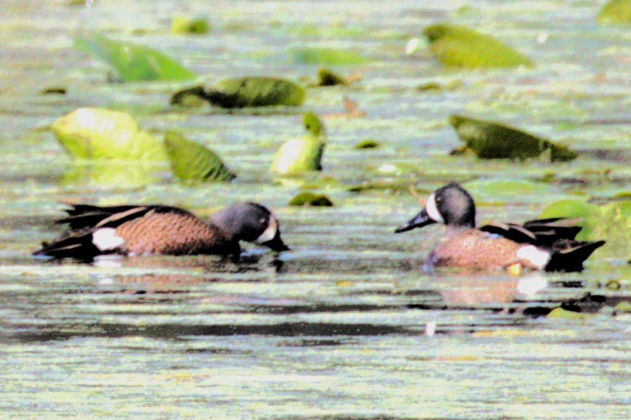 Blue-winged Teal - ML616075418