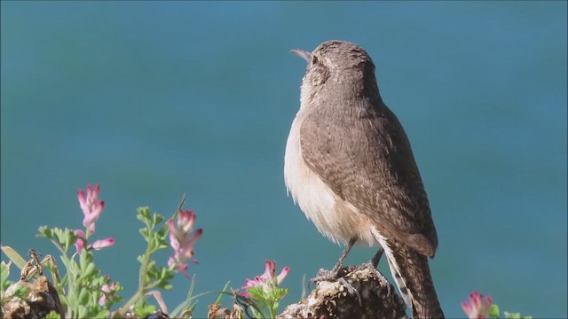 Rock Wren - ML616075431