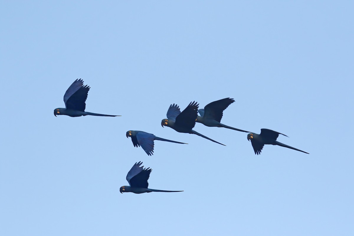 Indigo Macaw - David Lang