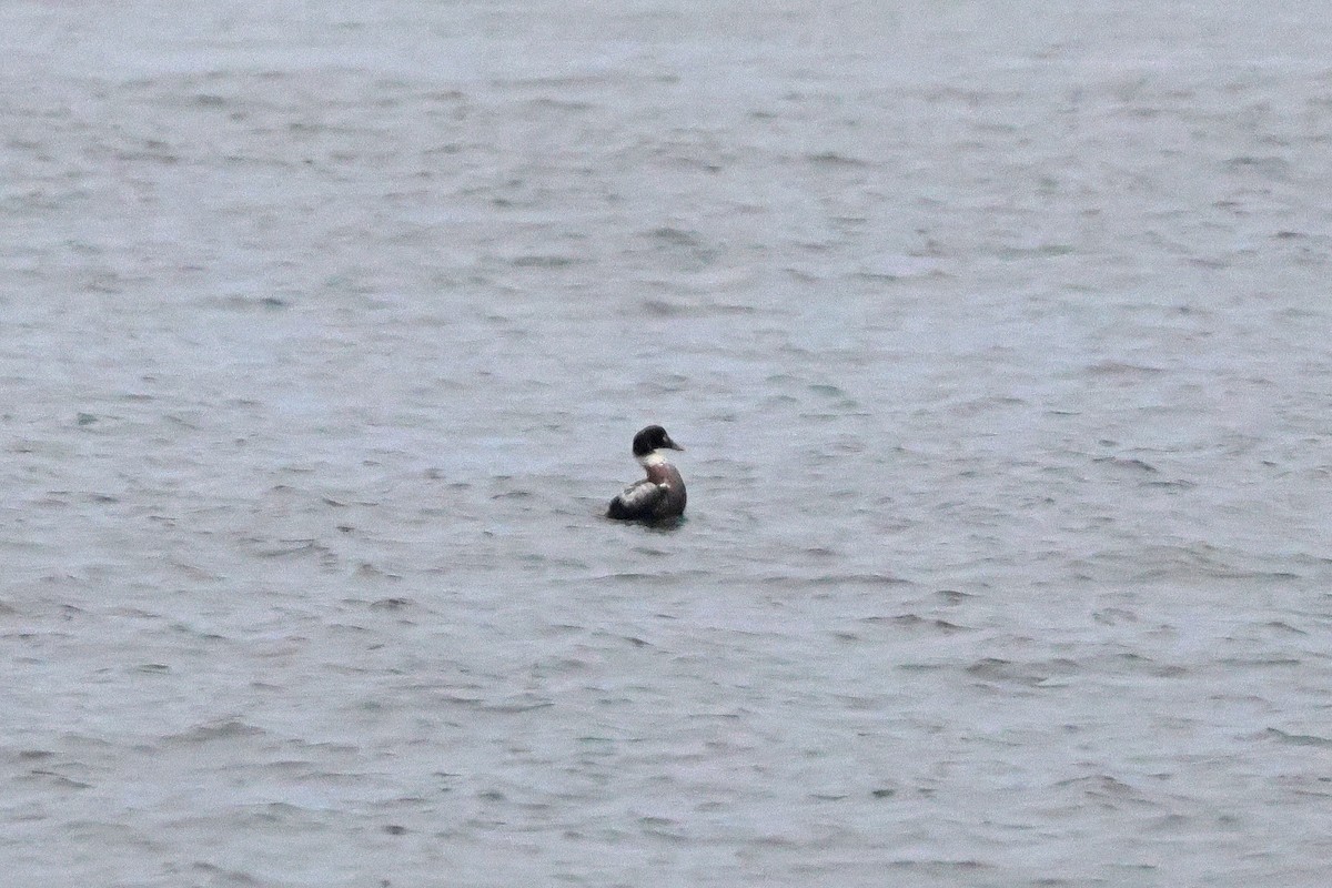 Common Eider - ML616075494