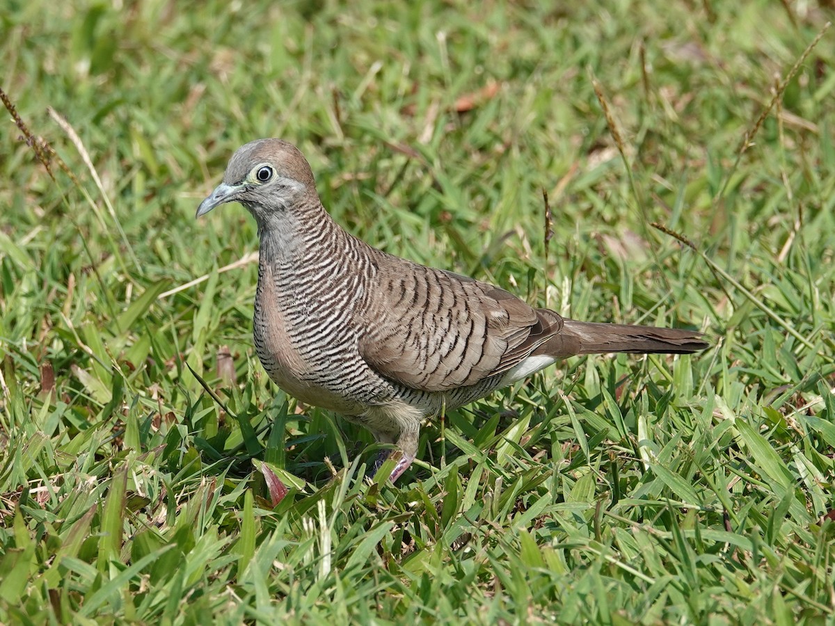 Zebra Dove - ML616075561