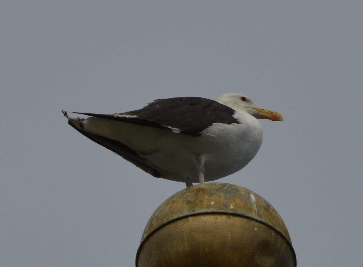 Great Black-backed Gull - ML616075589