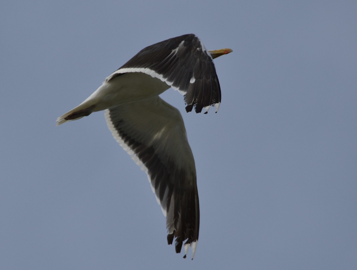 Great Black-backed Gull - Otto Mayer