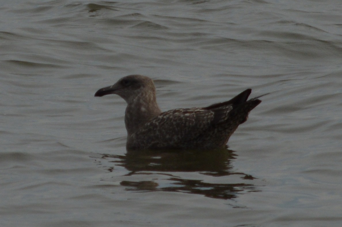 Herring Gull - ML616075596