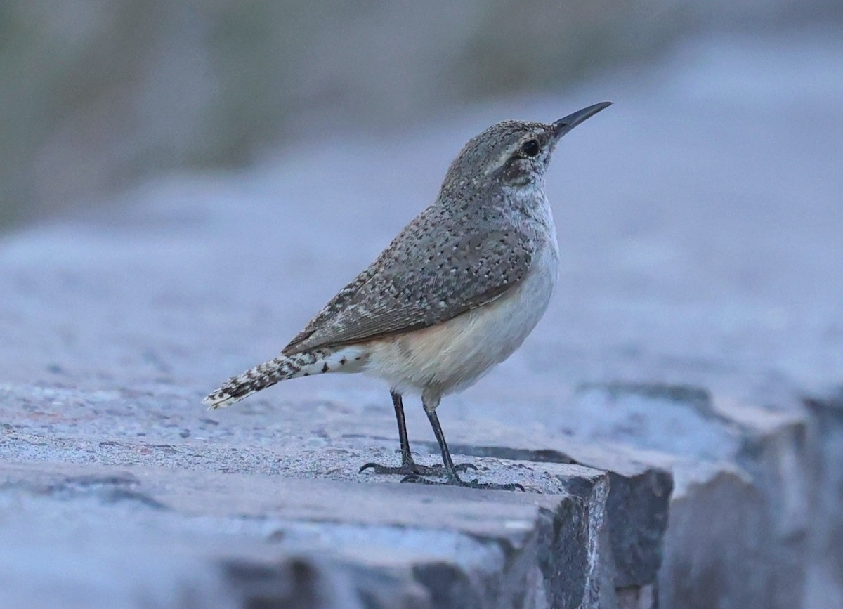 Cactus Wren - ML616075599