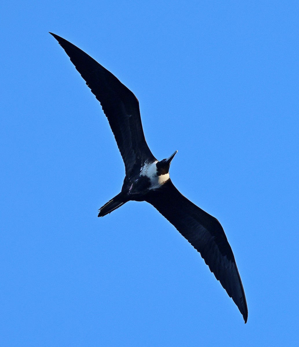 Magnificent Frigatebird - ML616075609