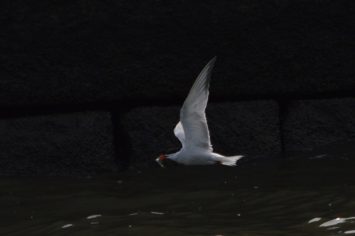 Common Tern - Otto Mayer