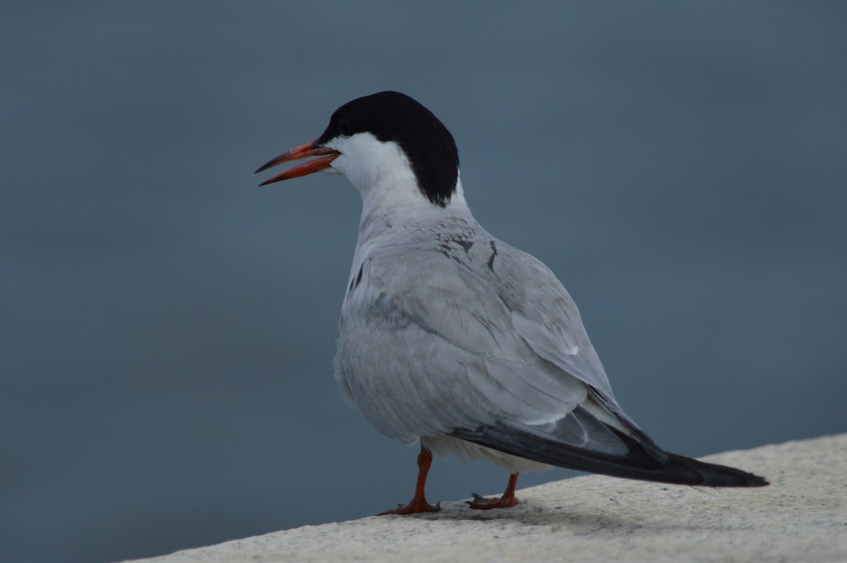 Common Tern - Otto Mayer