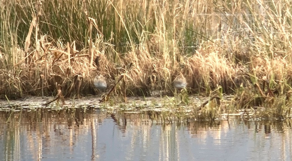 Common Snipe - Blair Whyte