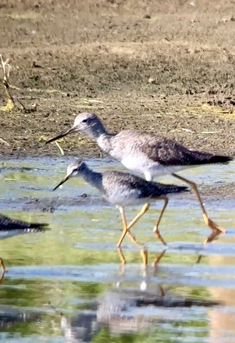 Lesser Yellowlegs - ML616075661