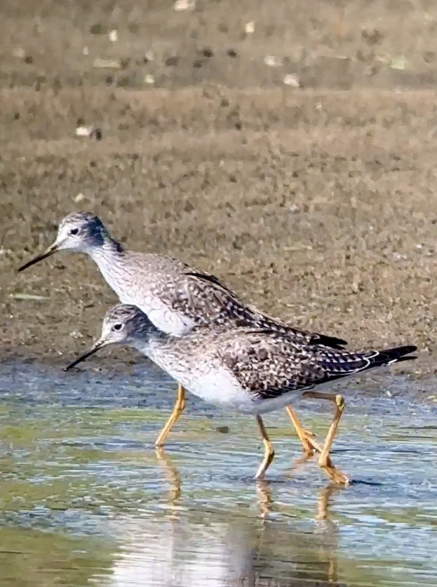 Lesser Yellowlegs - ML616075663