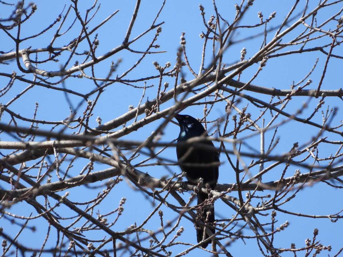 Common Grackle - Serge Benoit