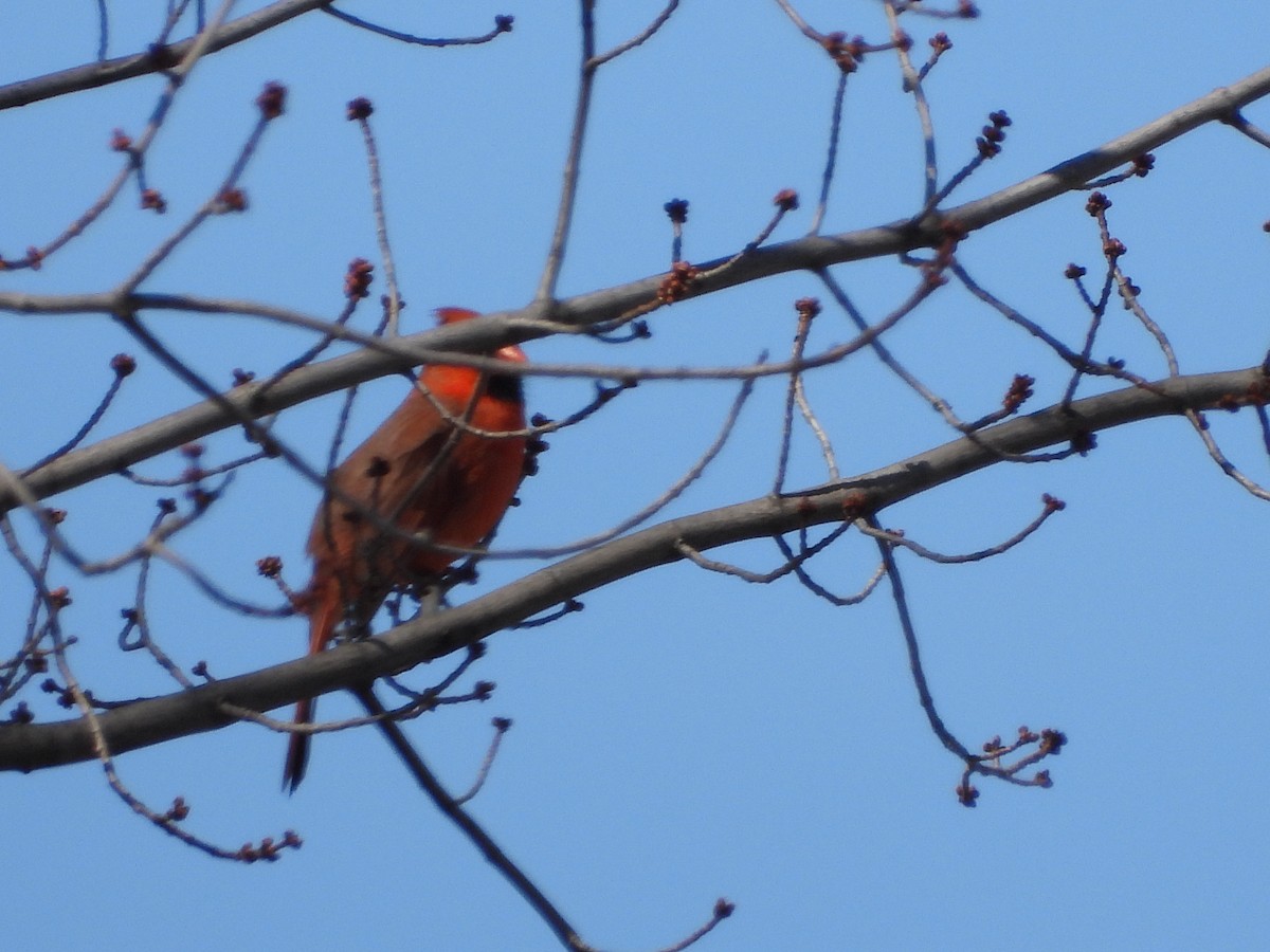 Cardinal rouge - ML616075675