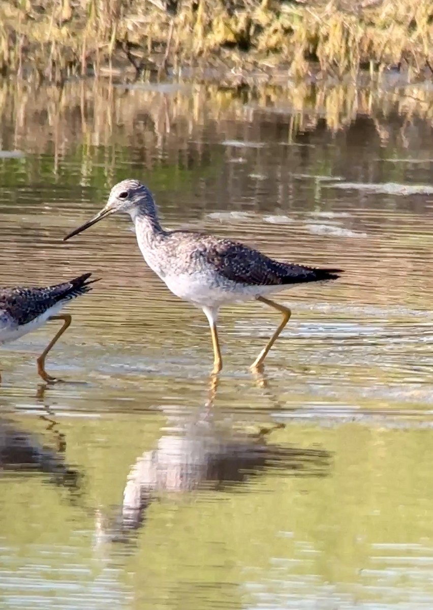 Greater Yellowlegs - ML616075677