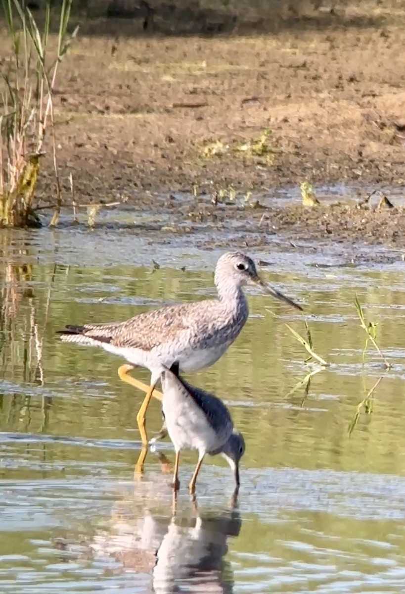 Greater Yellowlegs - ML616075678